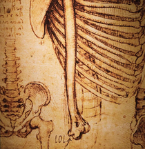 Leonardo da Vincis original sketch of the funny bone