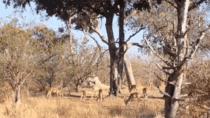 Leopard Dive Bombs an Impala From an Incredible Height