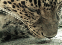 Leopard Tries Marmite