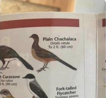 Less flamboyant relative of the Boom Chacalaca