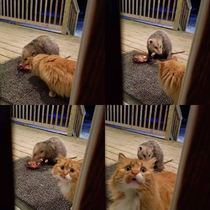 Let me in