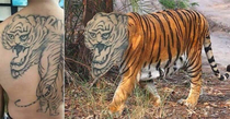 Lets get a tiger tattoo