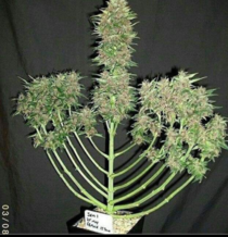 Lets get lit Happy chanukah