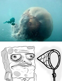Lets go Jellyfishing