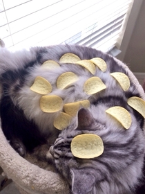 Lets play how many Pringles can you put on your cat until it wakes up