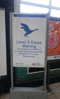 Level  Goose Warning