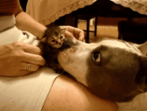 Licking a little kitten