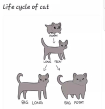 Life cycle of cat