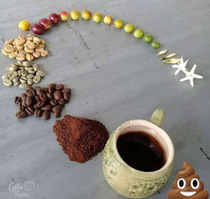 Life cycle of coffee 