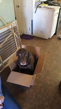 Life is like a box of chocolate lab you dont have to like it but youre stuck in here anyways