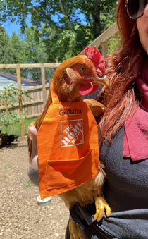 Life pro tip Home Depot gift card aprons fit chickens