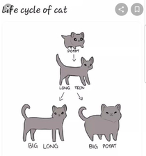 Lifecycle of cat