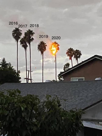 Lightning struck a palm tree in last nights storm Fitting