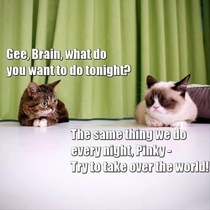 Lil BUB and Tardar Sauce as Pinky amp the Brain