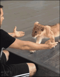 Lion cub hugs ear pop