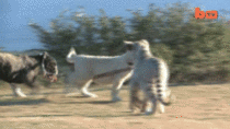 Lion cub walks a bulldog