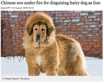Lion disguised as dog is on the run