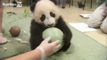 Little Panda wont leave his ball