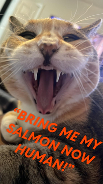 Little Puss has demands SALMON