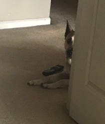 Little shit stole the remote and is waiting for my dad to chase him