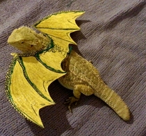 Lizard cos-playing as a Dragon from Game of Thrones