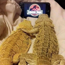 Lizard n Chill