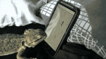Lizard playing with a smartphone