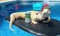 Lizard went for a swim