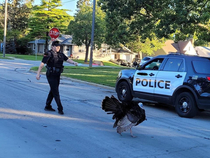 Local celebrity turkey runs afowl of law enforcement