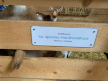 Local farm let the kids vote on the name of a goat 