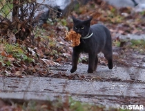 Local newspaper posted a photo of a cat making off with fried chicken I aint even mad