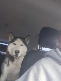 Local shelter nabbed this guy and he looks like he wasnt happy about it
