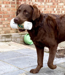 Lol he got my coffee but the catch was he winked his teeth in and drank most so now I have a cup covered in dog saliva and it is so worth it