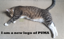 Lol my cat Ivar is like logo 