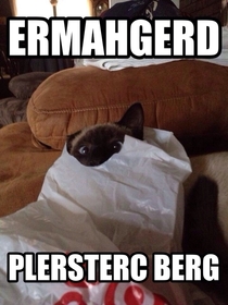 LOLCat I made of my cat Loki making an ermahgerd face