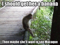 Lonely Macaque