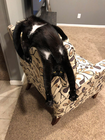 Long boy not my pic but funny