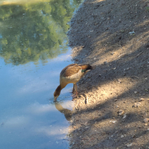 Long legged duck at a national park in Texas