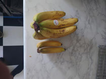 Look at these small bananas Banana for scale
