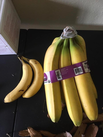 Look atthe size of this banana banana for scale