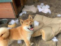 Look hooman Ive destroyed the evil cushion It cant hurt us no more  sorasiba  TW