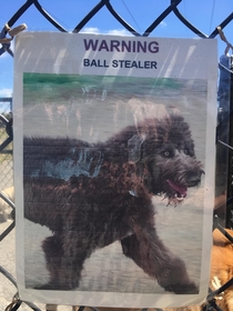 Look out for this dog