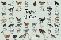 Looking up types of cats and I came across this gem