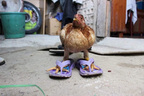 looks at you like you havent seen a chicken in flipflops before
