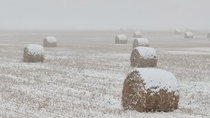 Looks like the Frosted Mega Wheats are ready for harvest
