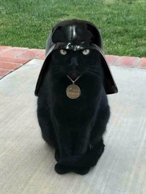 Lord Cat