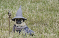 Lord of the Pugs