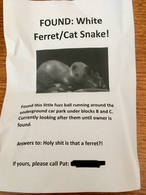 Lost a cat snake
