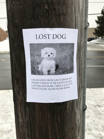 Lost dogs are very sad