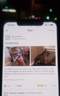 Lost pooch